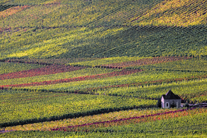 Eine Weinlandschaft. Rechts im Bild steht ein kleines Haus, welches aus der Ferne fotografiert wurde.
