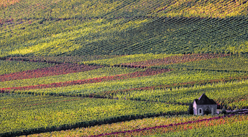 Eine Weinlandschaft. Rechts im Bild steht ein kleines Haus, welches aus der Ferne fotografiert wurde.