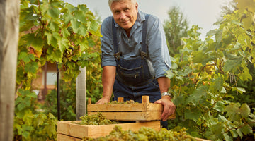 Winzer in einer Weinrebe