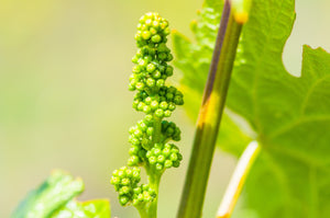 Weinrebe grün