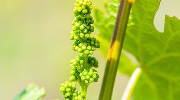 Weinrebe grün
