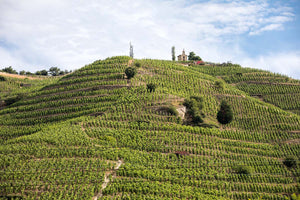 Weinberge Côtes du Rhône