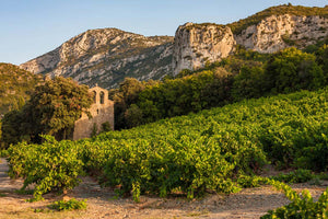 Weinberge Languedoc, Frankreich